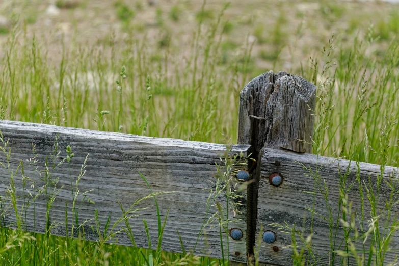 a lone brown bear standing in the grass looking out over a fence post