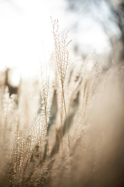 tall grass with some small flowers on it