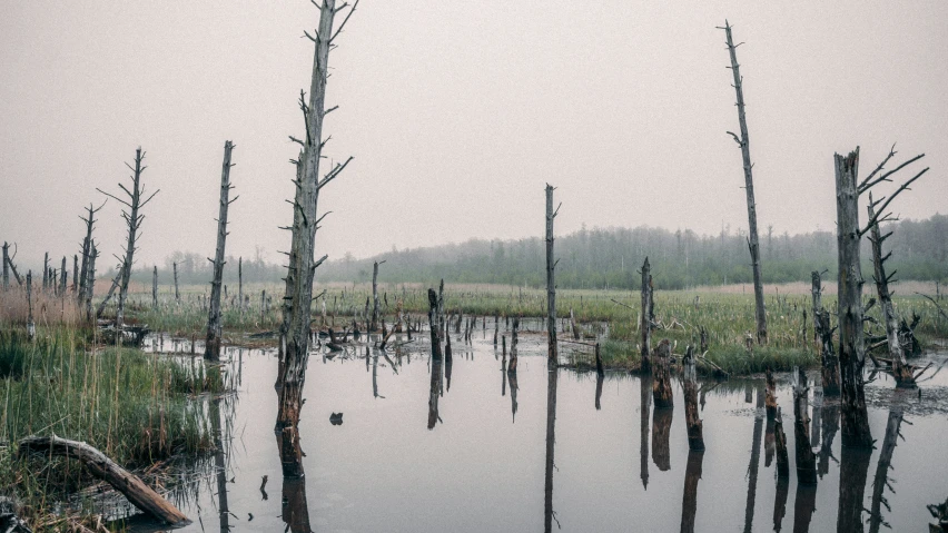 a swamp with dead trees in it, surrounded by grassy field and fog