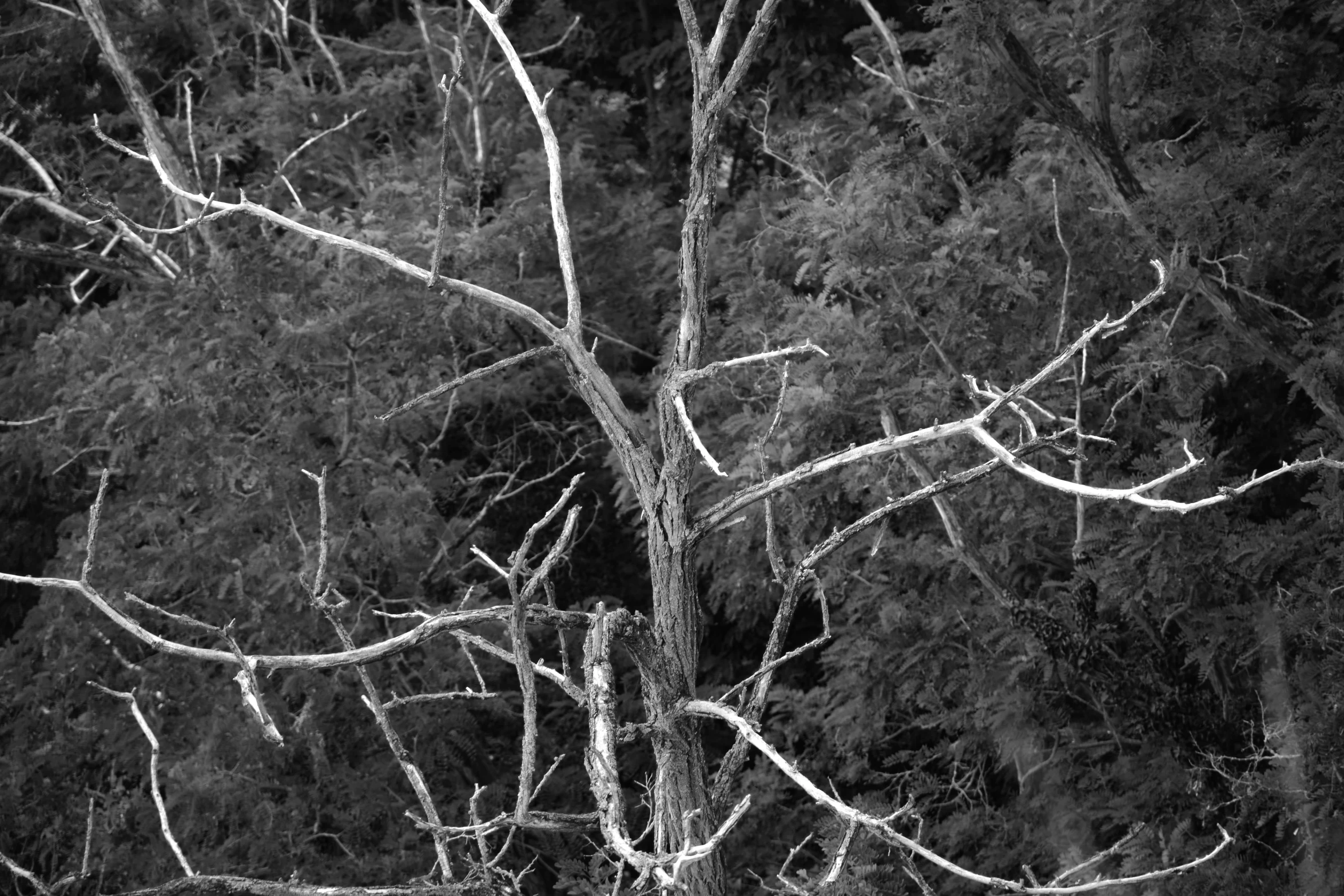 a large tree with white nches and no leaves