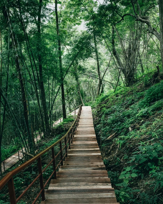 an outdoor wooden path leads up into a wooded area