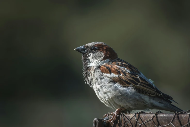 a close up of a small bird on a fence post