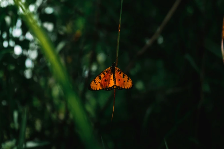 a small orange and brown erfly in the green leaves