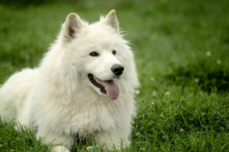 an adult white dog sits in the grass