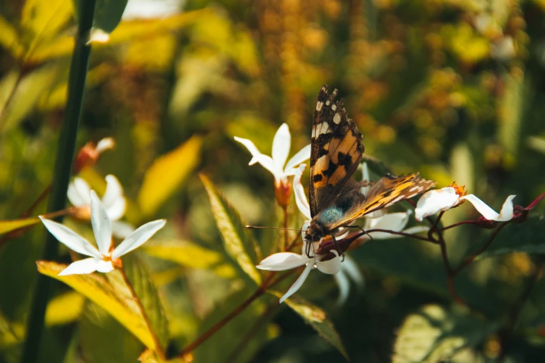 a close up of flowers with a erfly on one