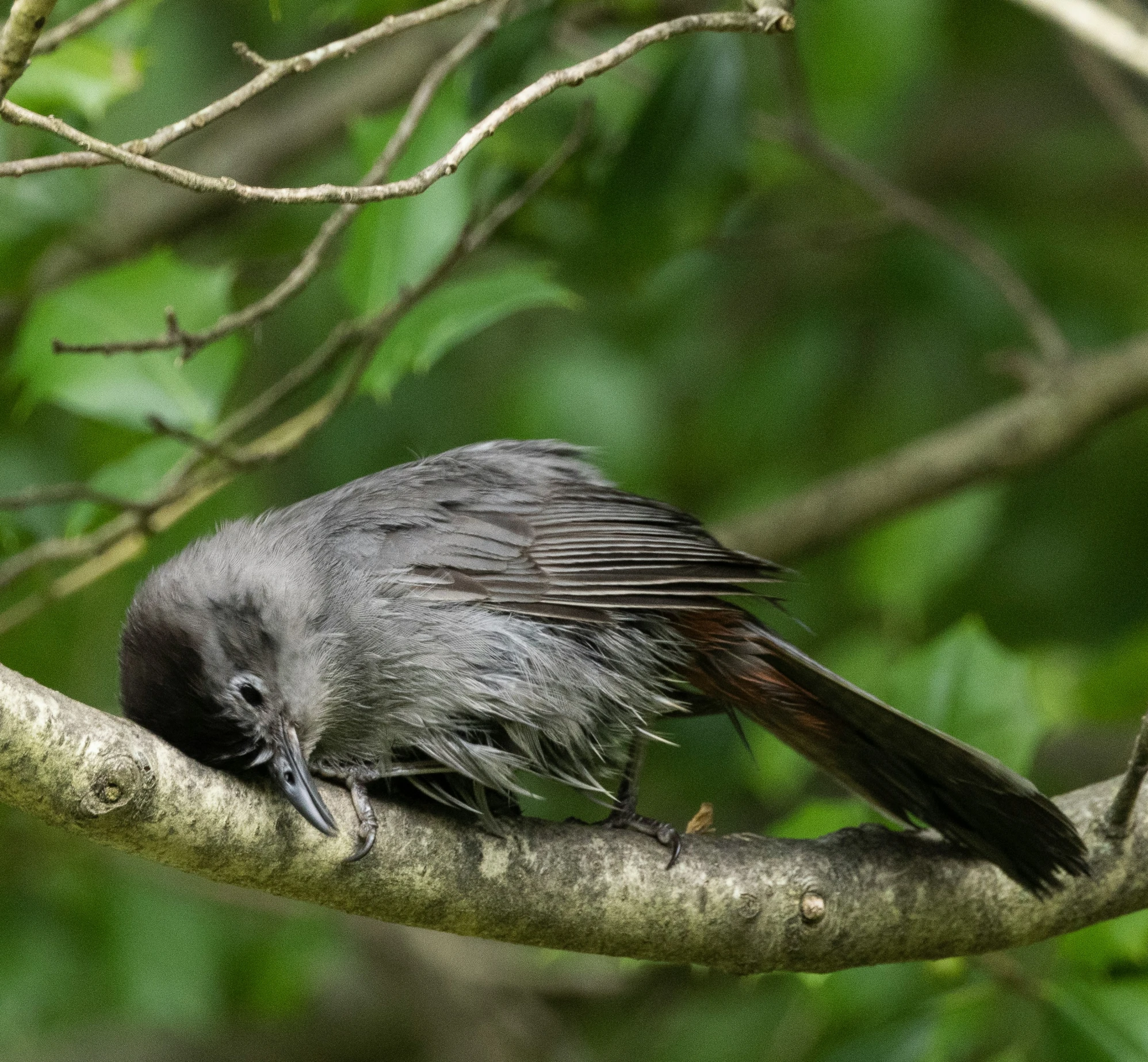 a gray bird sitting on top of a nch