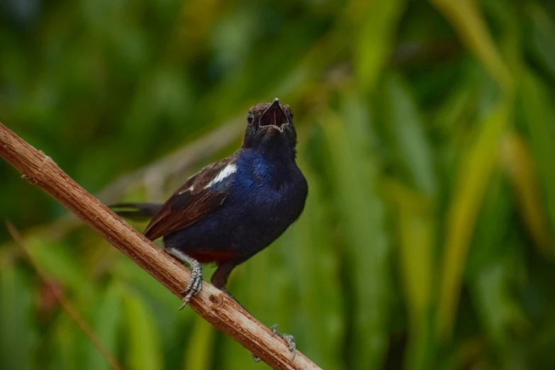 a bird sitting on a twig outside