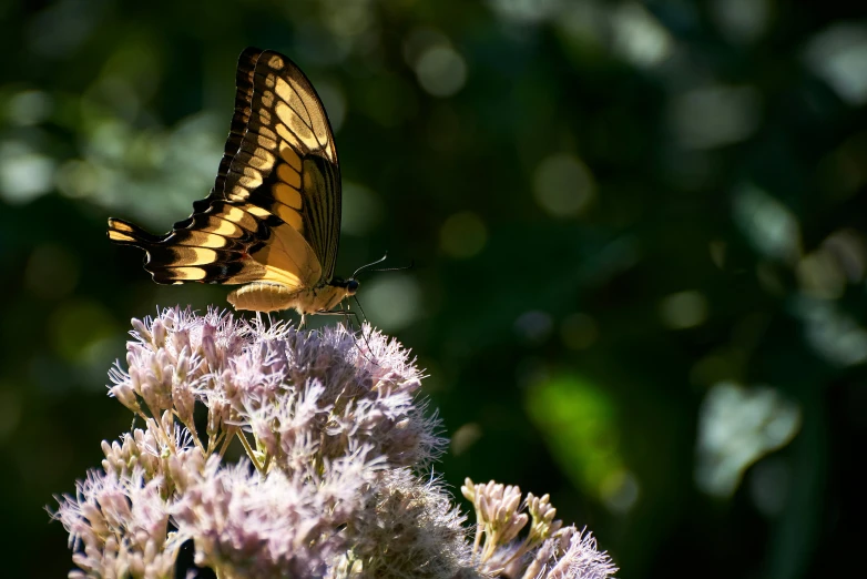 the erfly is standing on the flower outside