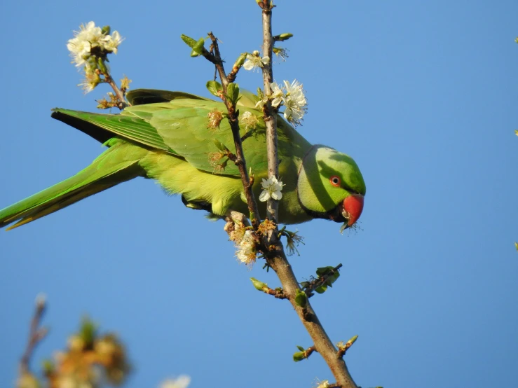 green parrot eating a flower in a tree