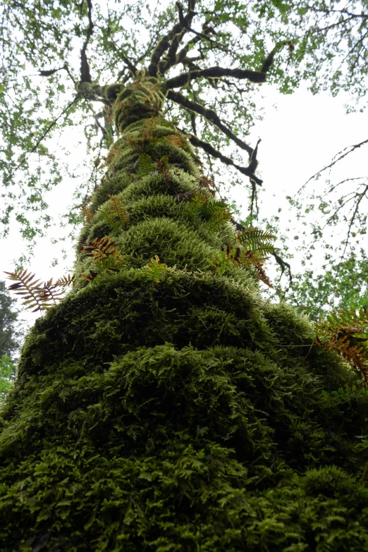 this is an image of moss growing on a tree