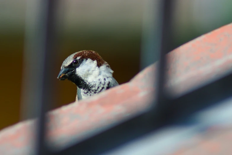 a bird sitting on a ledge with its head cocked