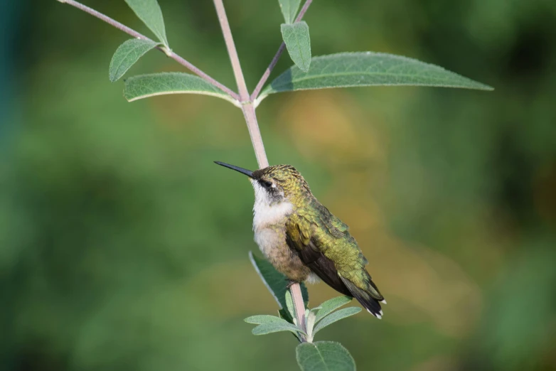 a hummingbird perched on top of a leafy nch