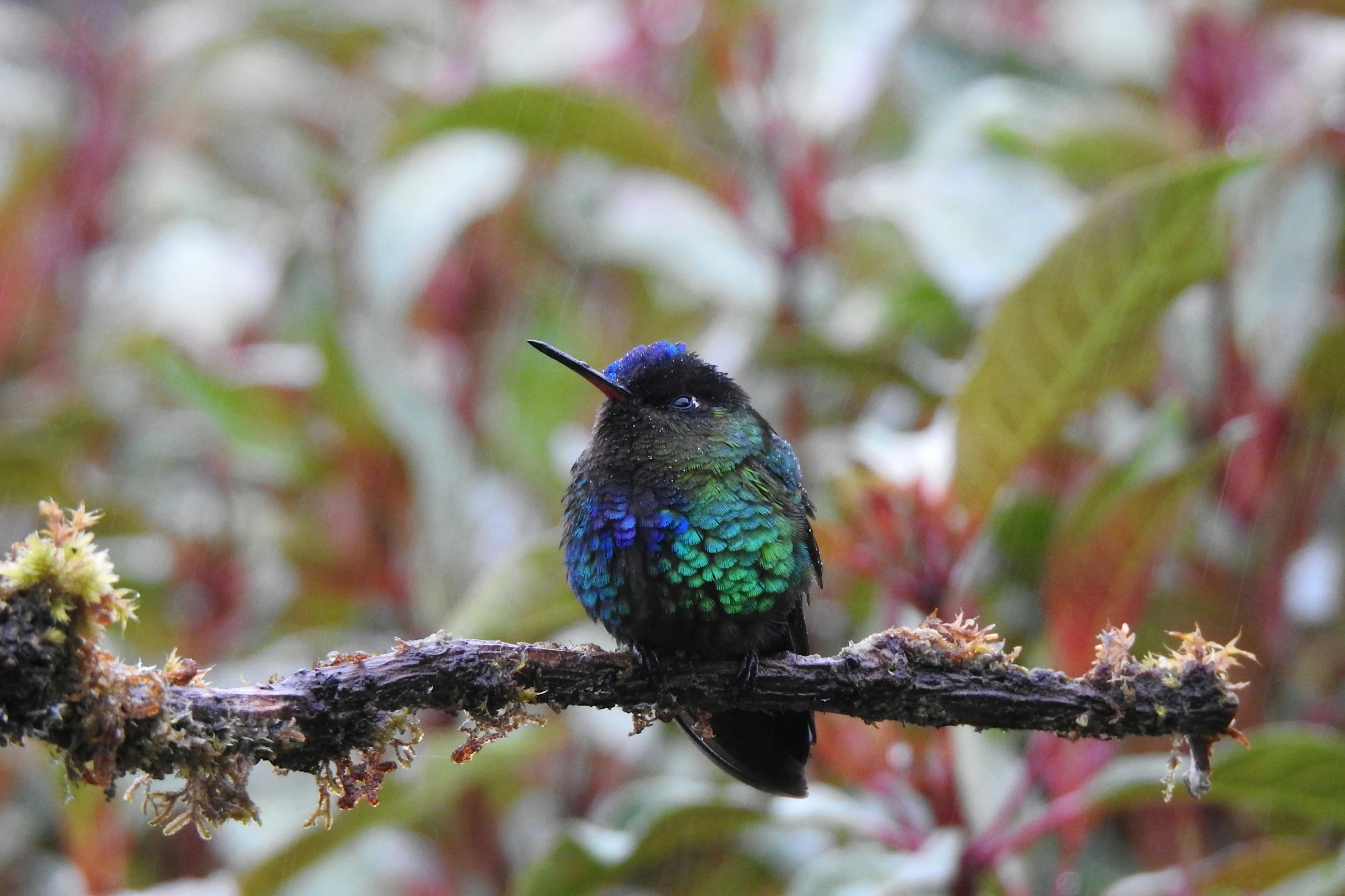 the bird is perched on the nch, just above the leaves