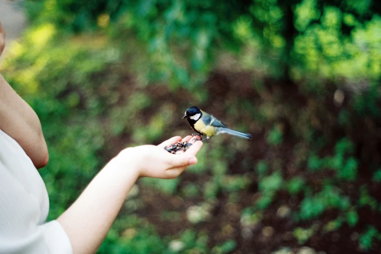 a person feeding a bird with their hand