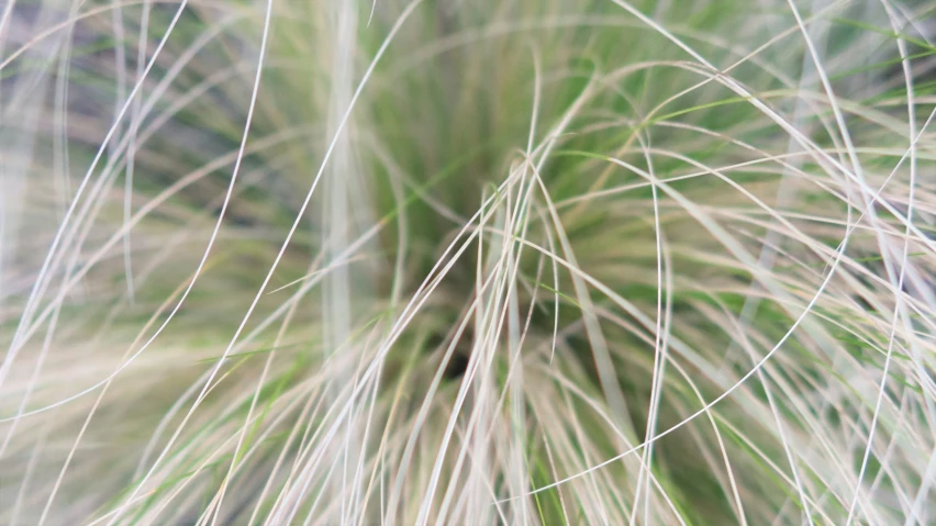 a closeup image of some very tall grass