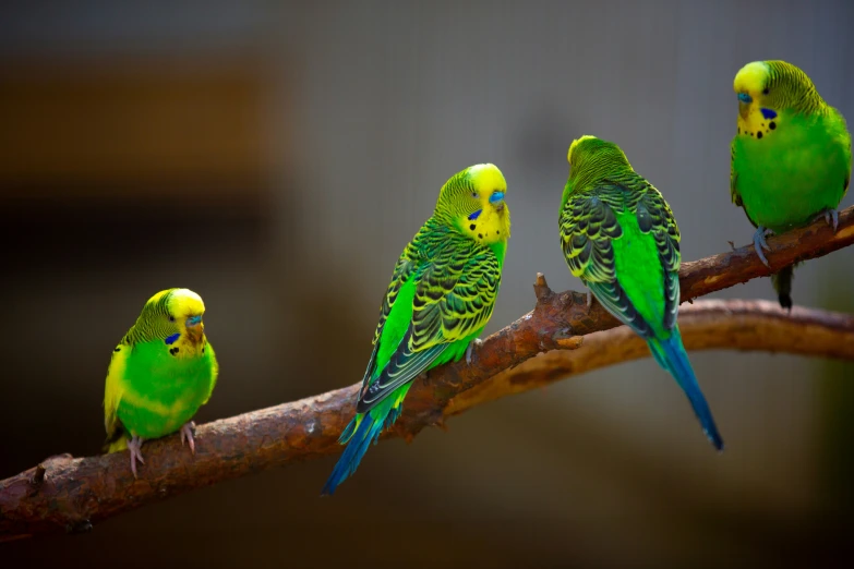 four parakeets perched on a nch with one being fed out