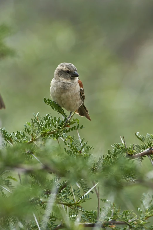 small bird sitting on top of a tree nch