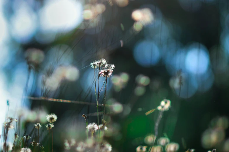 a field filled with lots of wild flowers