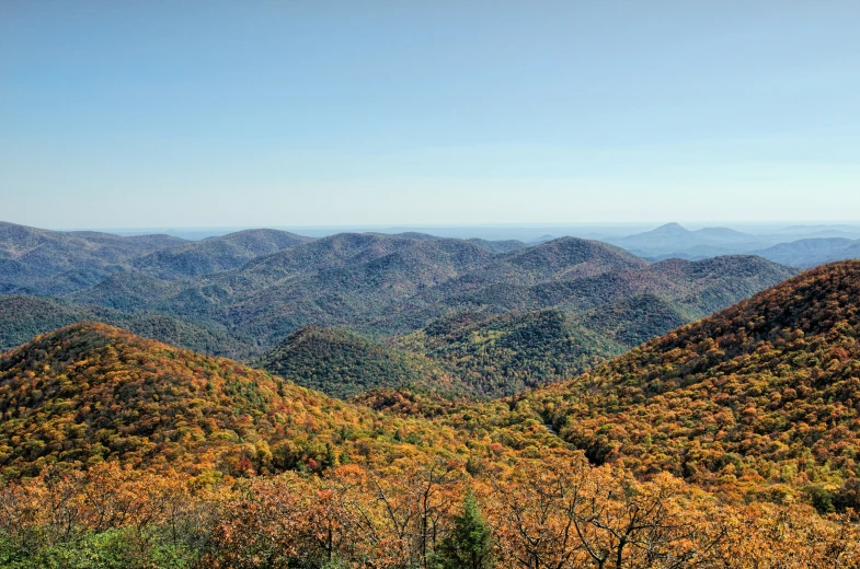 there are trees that are in the mountains