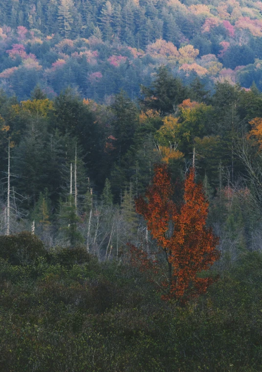 a red and yellow tree standing among the trees