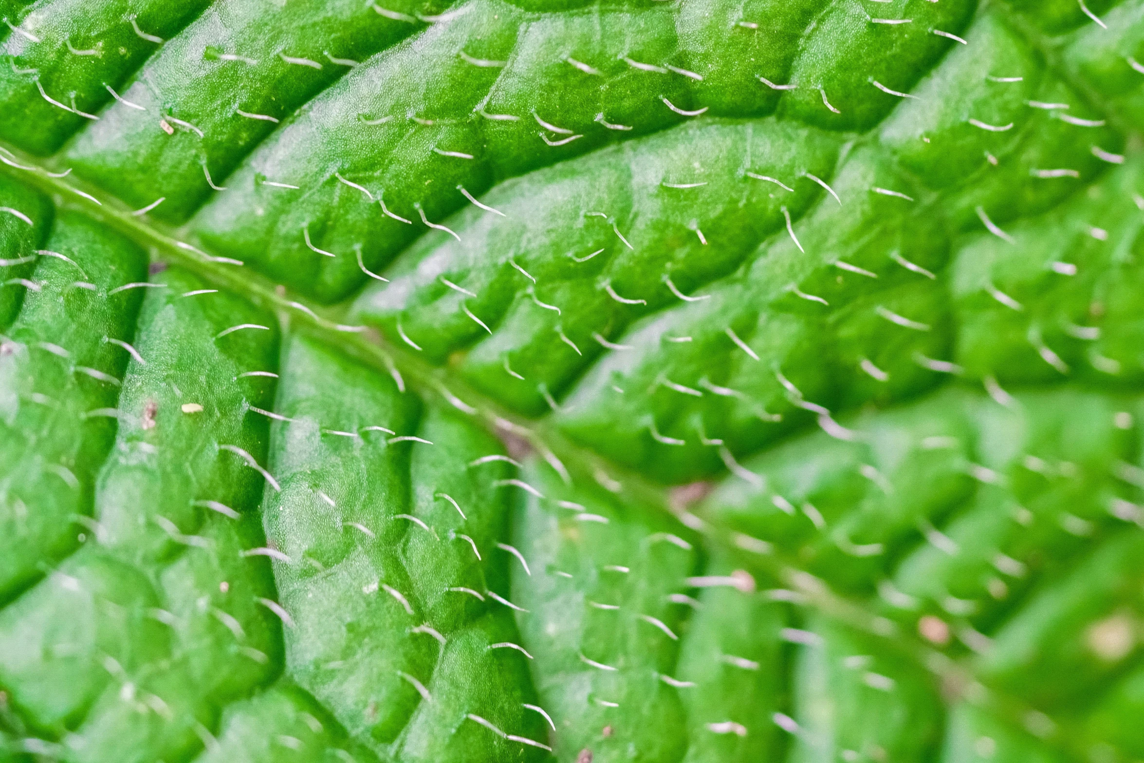 an arrangement of green plants that look like a plant