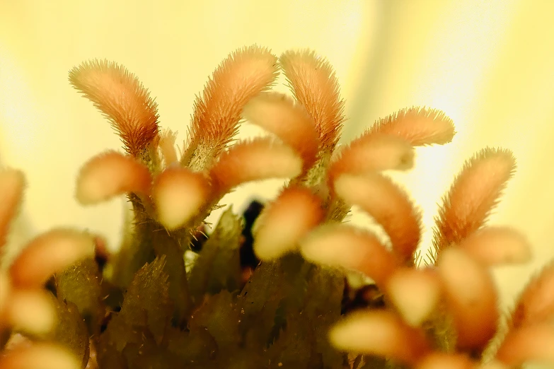 a tiny group of small flowers in a close up view