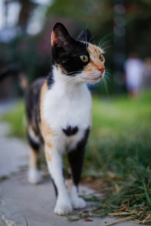 a cat with black and orange, walking on a sidewalk