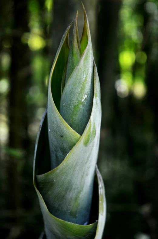 a large green plant that is standing on top of some dirt