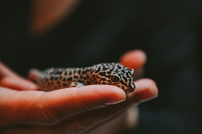 a small animal sitting on a human's hand