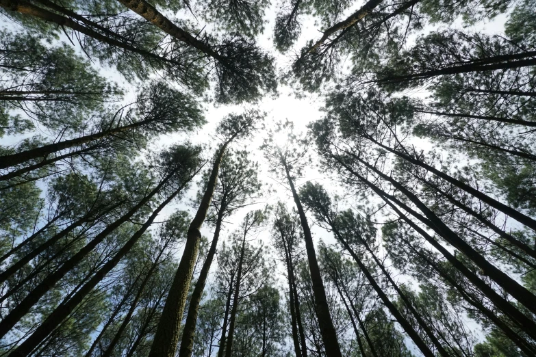 a forest filled with tall, slender trees