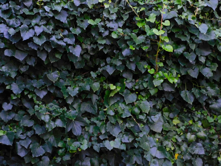 a large wall of leaves on top of a plant