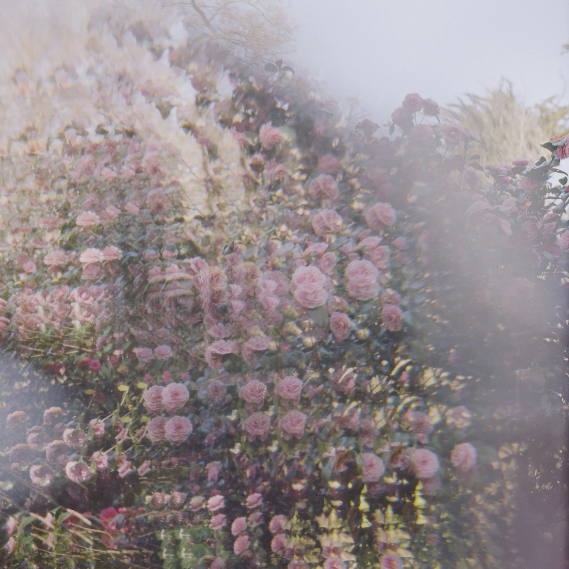 a bunch of pink flowers in a bush next to a tree