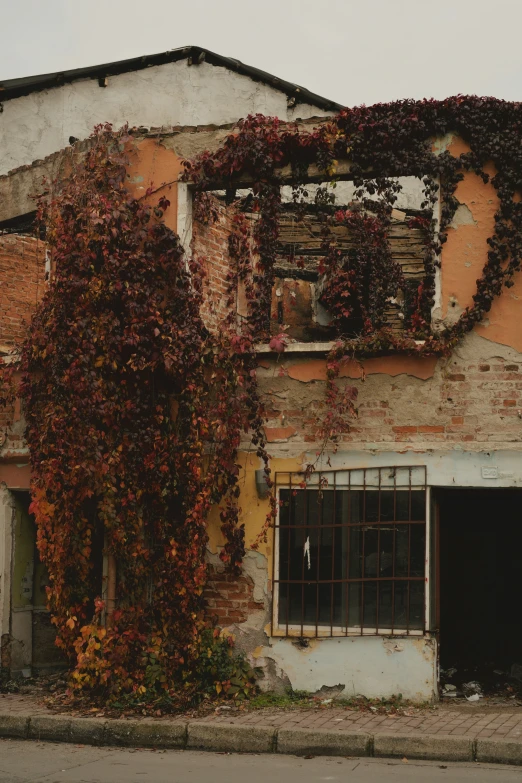 a building with vines over the window and door