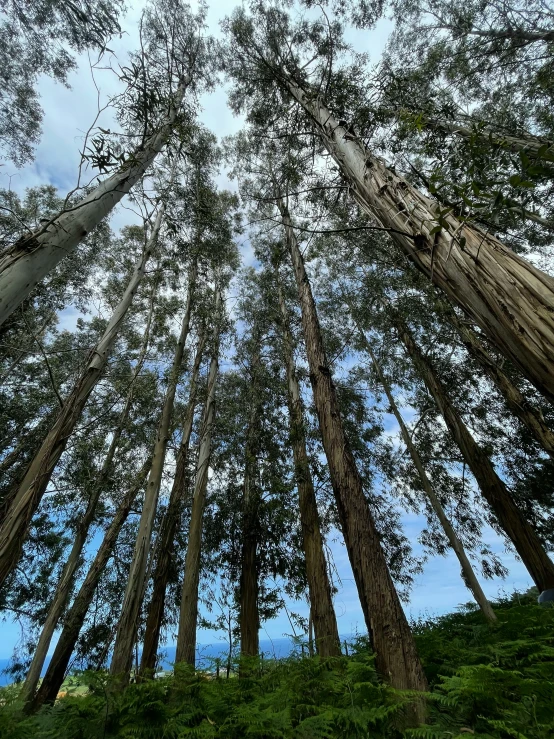 an upward view of several trees at the base of some mountain