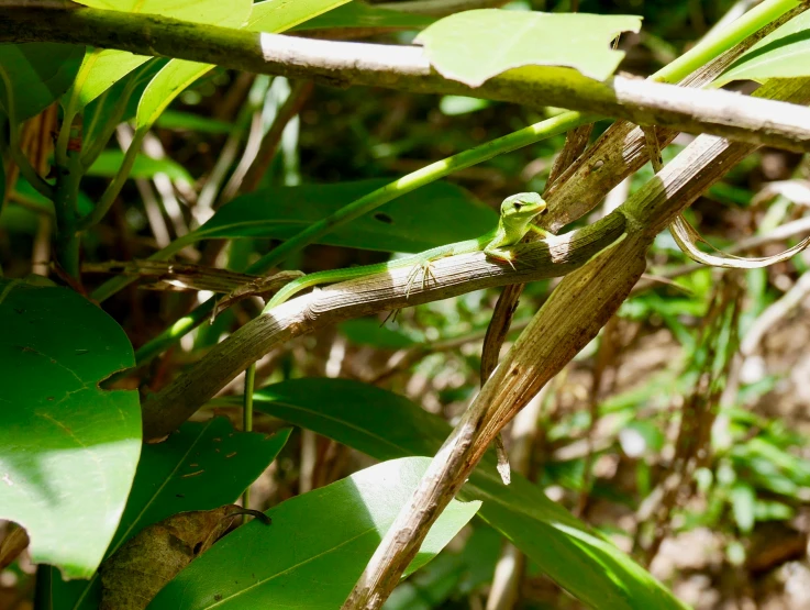 an lizard sits on top of a plant