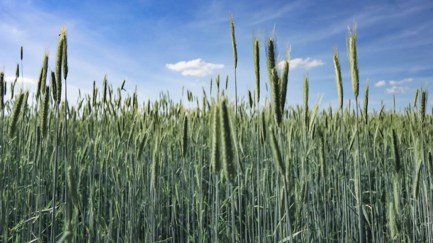 a large field full of tall green plants