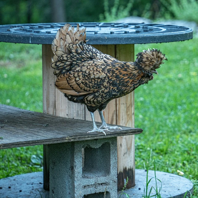 a rooster stands on top of a park bench