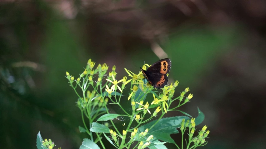 the erfly is perched on top of the flower