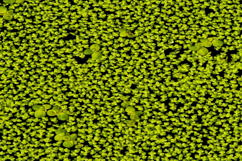 this is an image of leaves over water