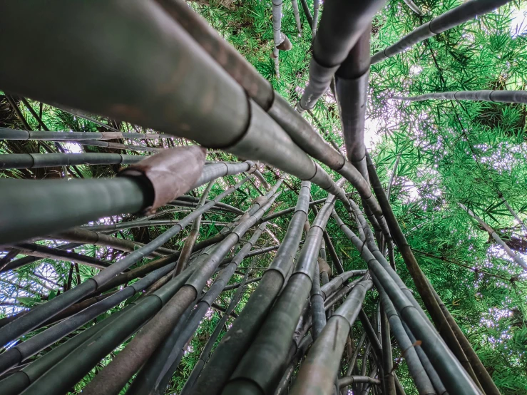 a view looking up from below of a bamboo tree