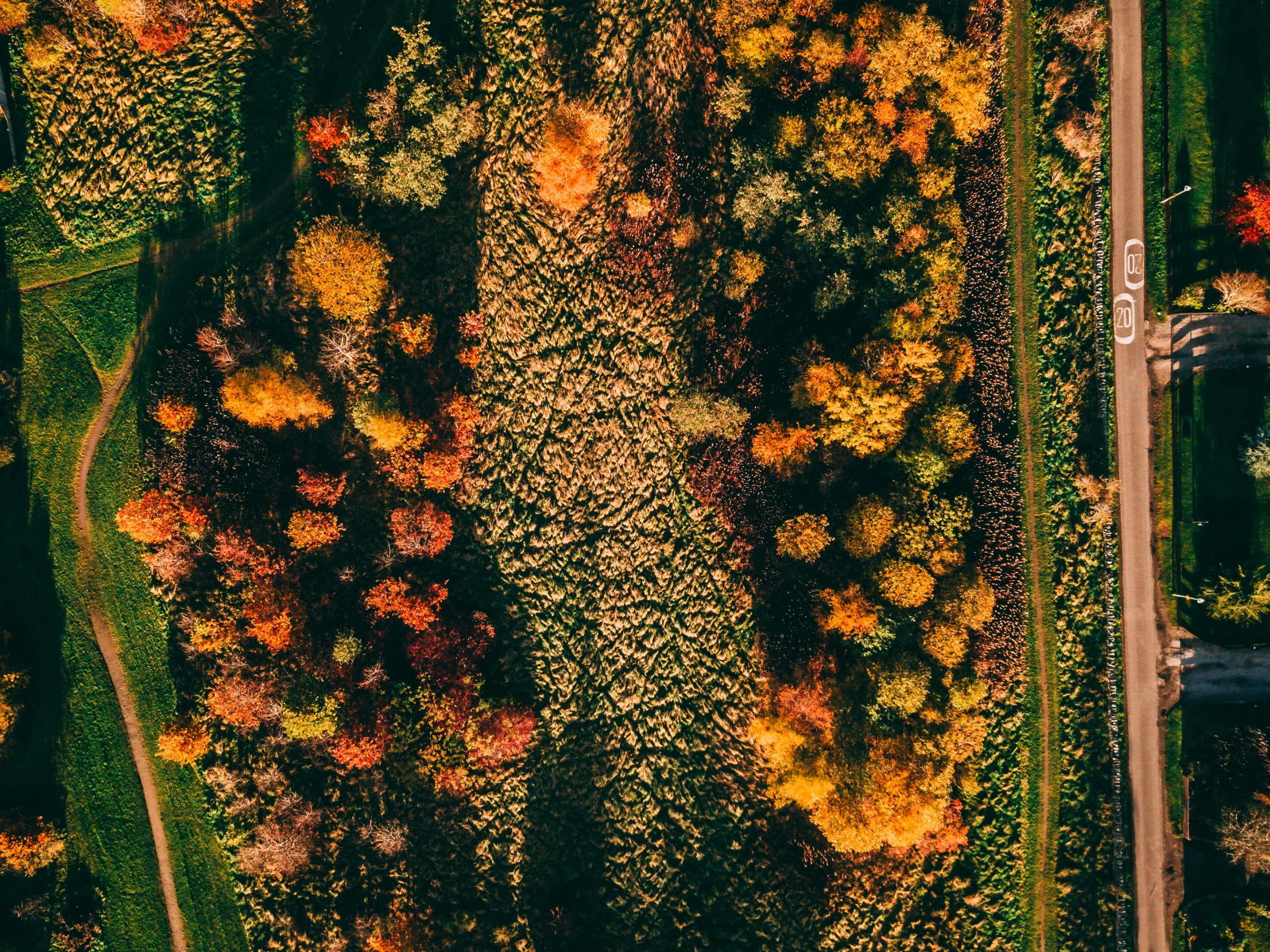 an aerial s of a road through a field filled with trees