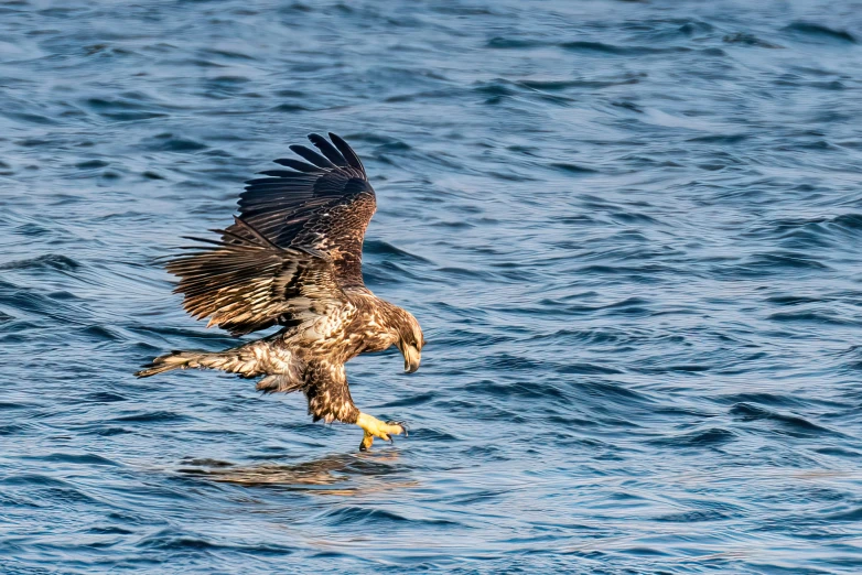 an eagle taking flight in the middle of the water