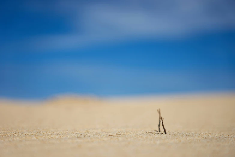 a small insect is standing in the sand