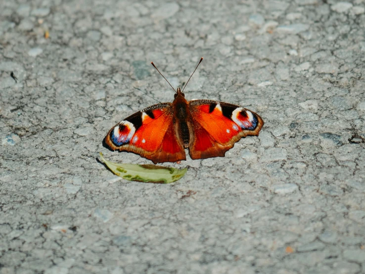 orange erfly resting on a plant on the ground