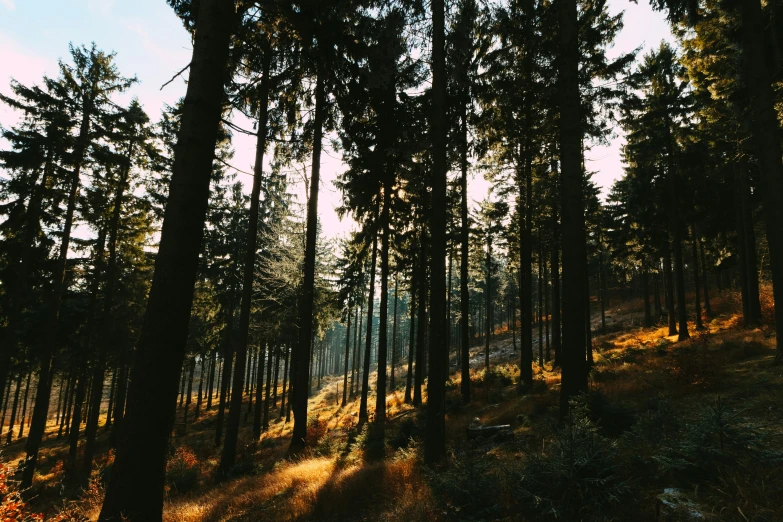 there is a sunbeam at the bottom of this forest