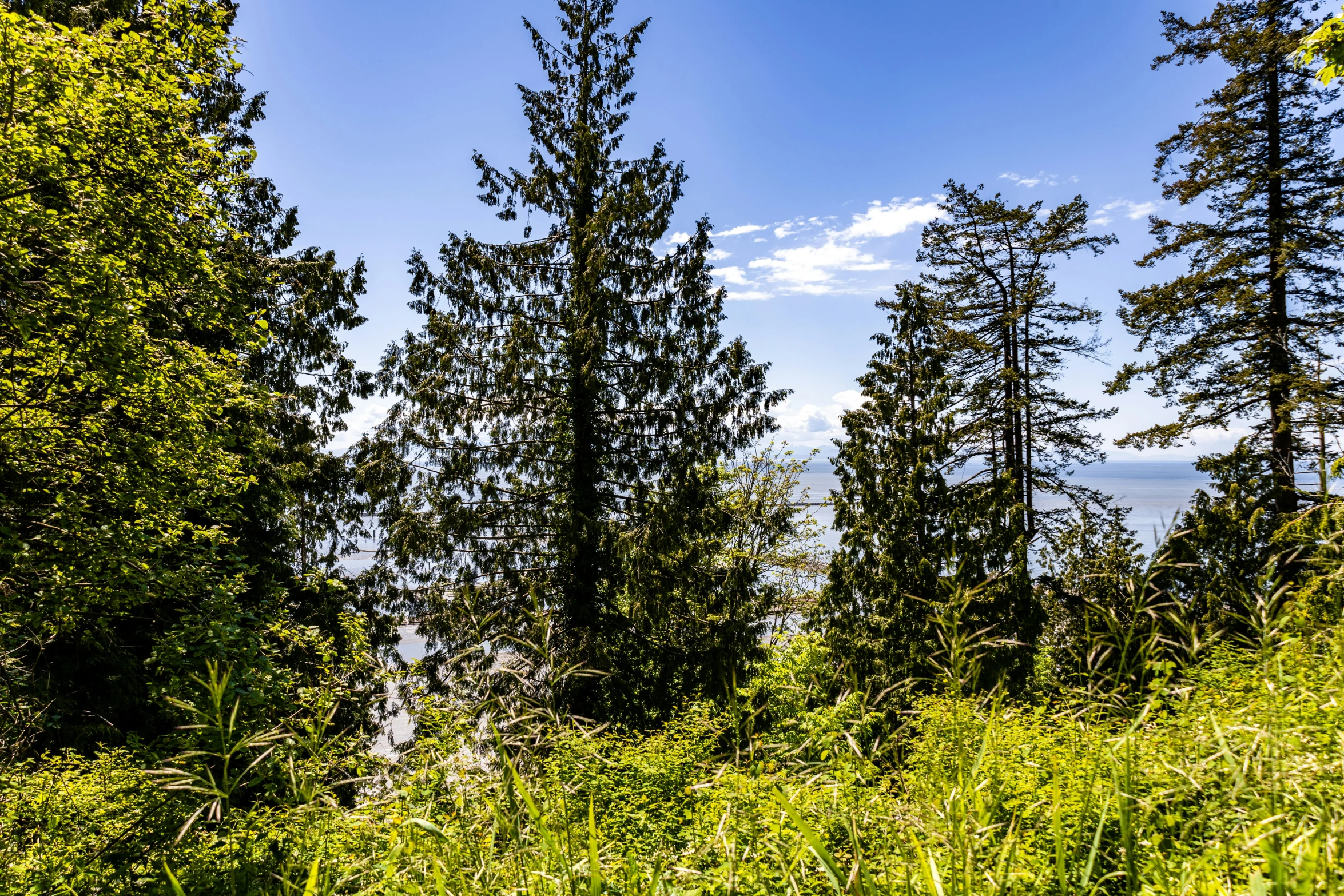 some trees a hill grass and blue sky