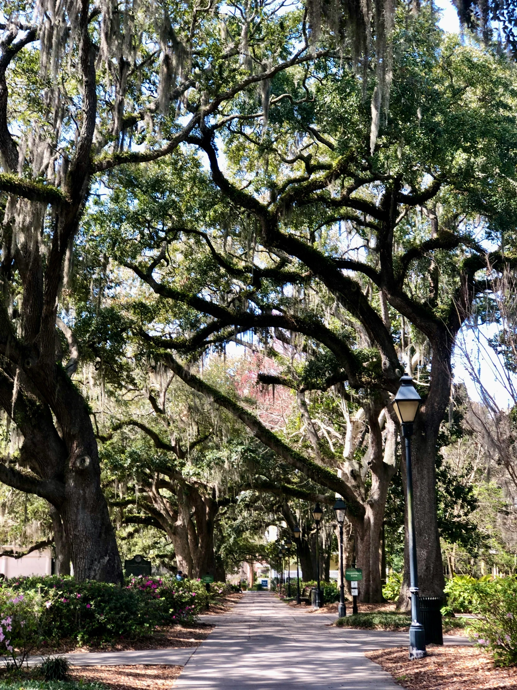 the street is lined with lots of trees