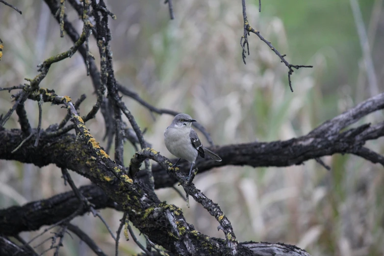 a bird sits in the nches of a tree