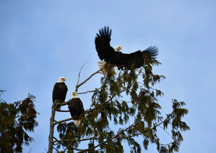 two bald eagles perched on the nches of a tree