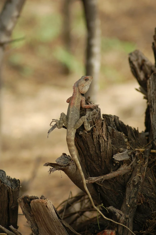 a lizard is standing on top of a tree stump